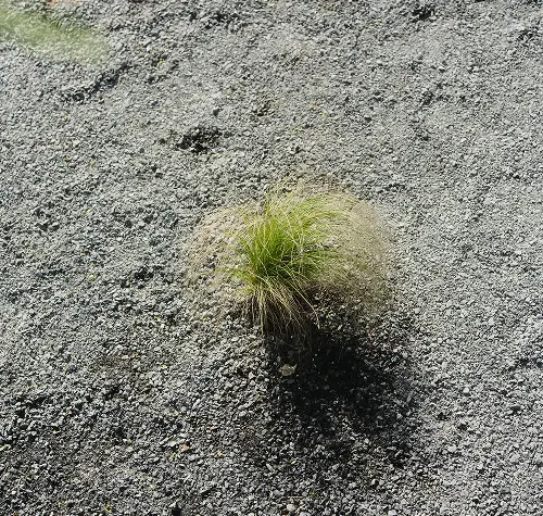 Small green tuft of grass growing in rocky, gravelly soil with scattered shadows.